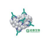 人C反應(yīng)蛋白