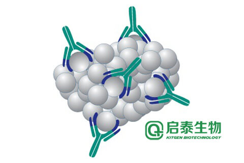 β2微球蛋白(β2-MG)抗原